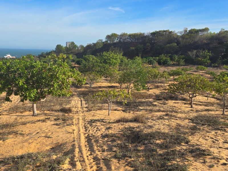 [ THỬA ĐẤT ĐÁNG MUA TRƯỚC 01/03/2026] Đất trung tâm resort, view biển Hàm Tiến - Phan Thiết, giáp ranh Sealink và Sun Group - Giá cực rẻ.
